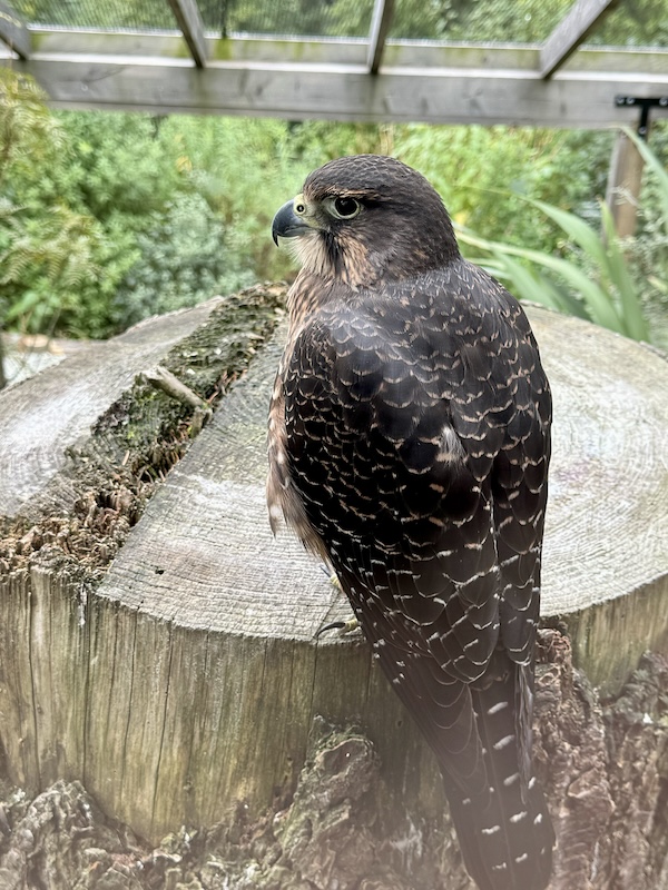 A beautiful Kārearea (NZ falcon) at Kiwi Park.
