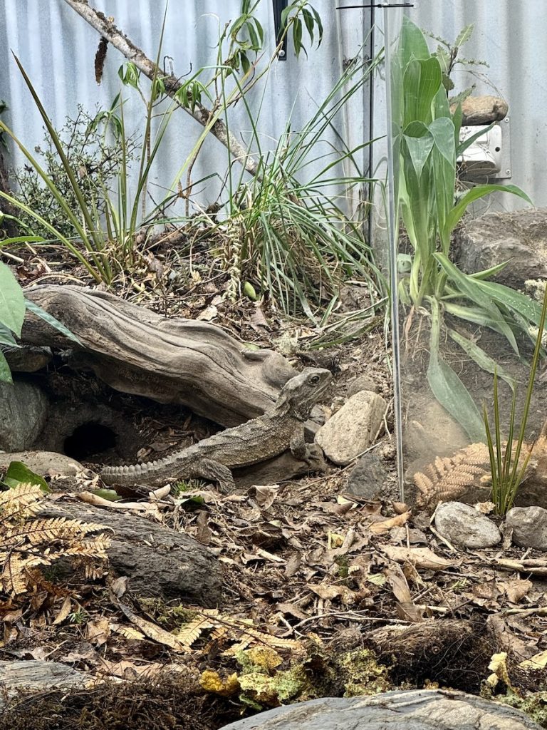 Tuatara, a native reptile.